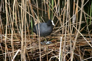 Gallinella