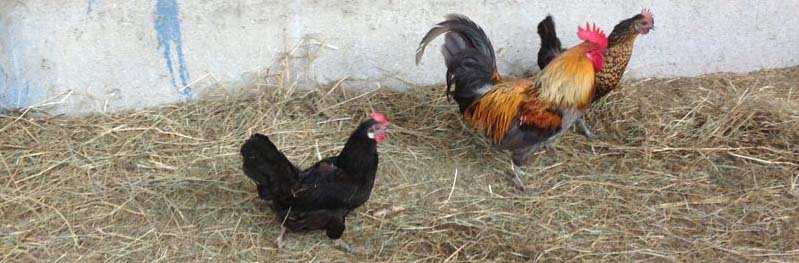 casale-litta_galline_141tour-varesenews