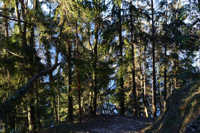 DSC_0613