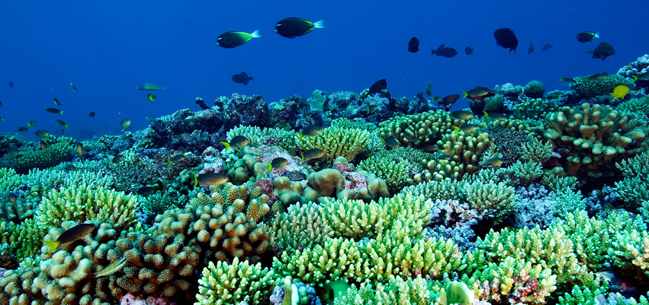 hero-micro-istock_coral-2