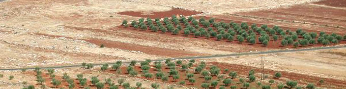coltivazioni nel deserto