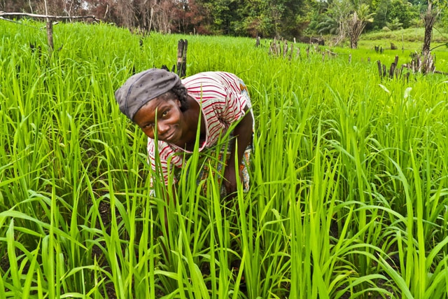 large_1_liberia-FAO-Supported-Farmers-(6)-21