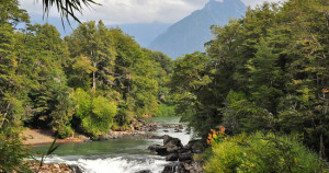 Una-foresta-in-Cile-immagine-This-is-Chile